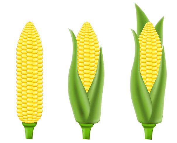 maïs vectorillustratie vector