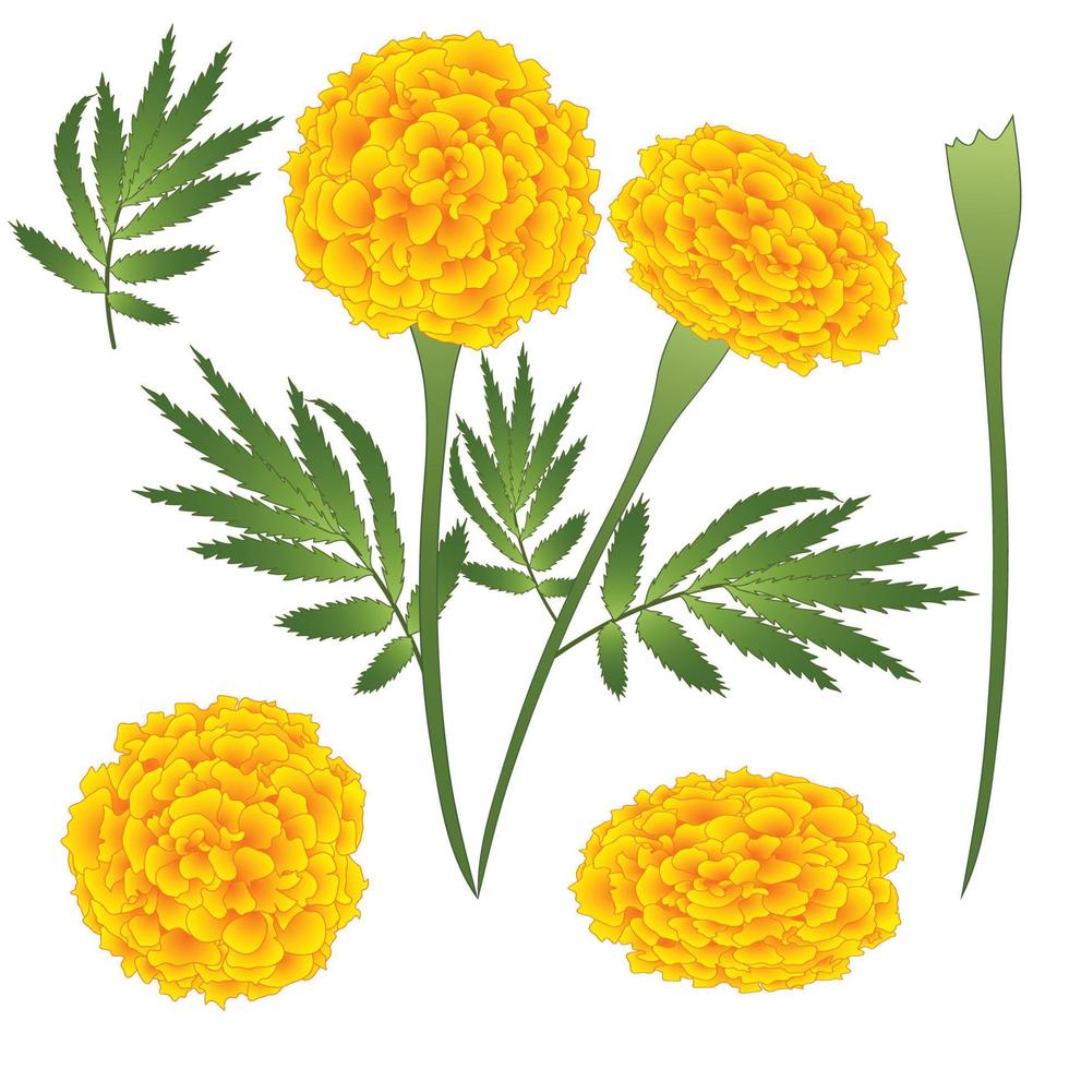 goudsbloembloem - Afrikaantje. vectorillustratie. geïsoleerd op een witte achtergrond. vector
