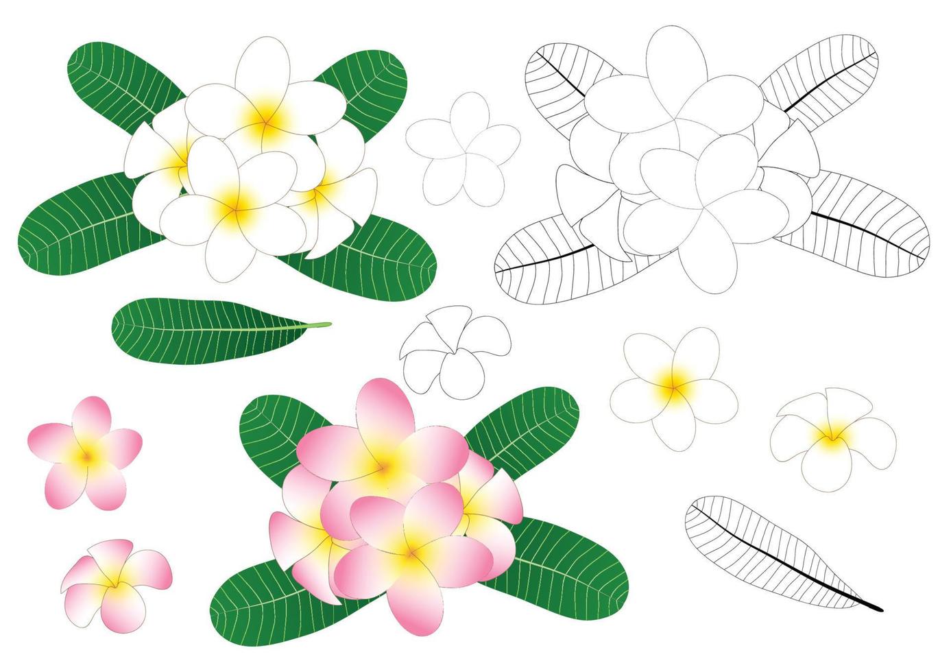 Plumeria overzicht vector