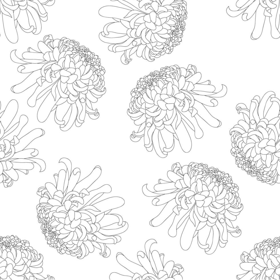 chrysant omtrek op witte achtergrond vector