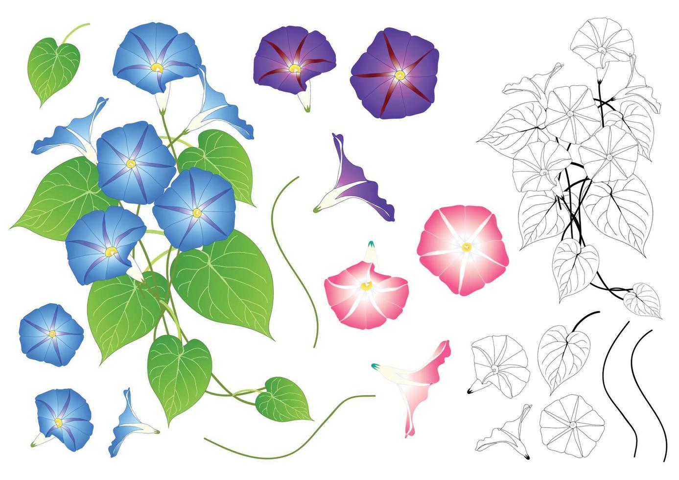 blauw roze en paars morning glory overzicht vector