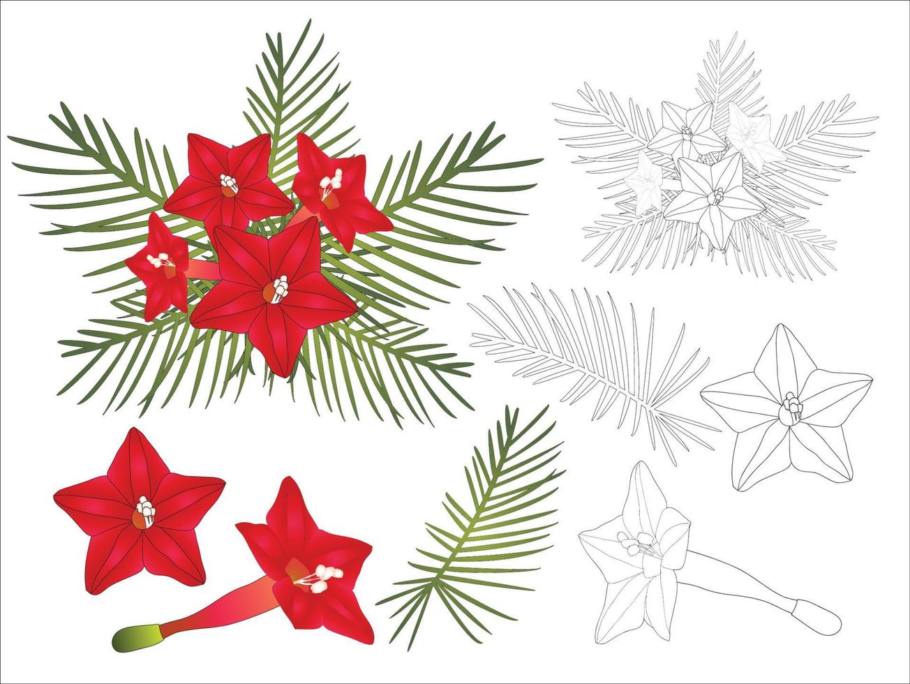 ipomoea quamoclit - cipreswijnstokbloem. vectorillustratie. vector