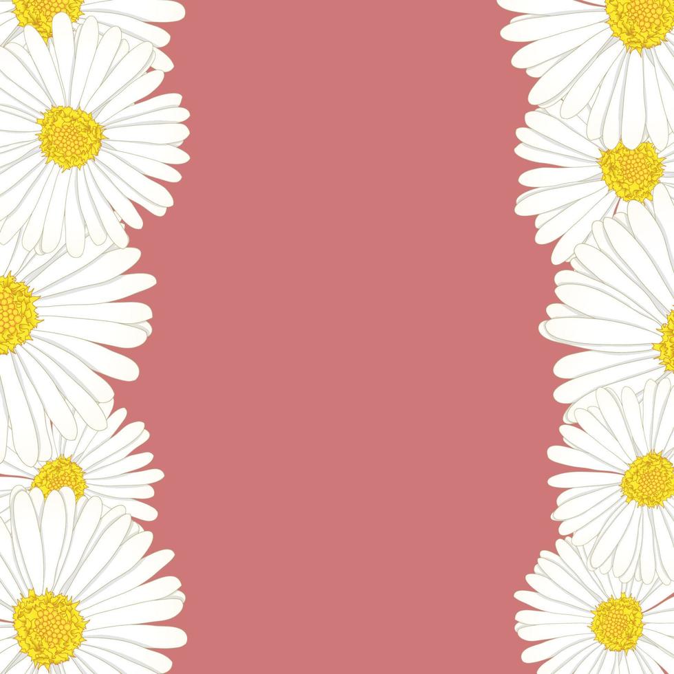 witte aster, madeliefje bloemenrand vector