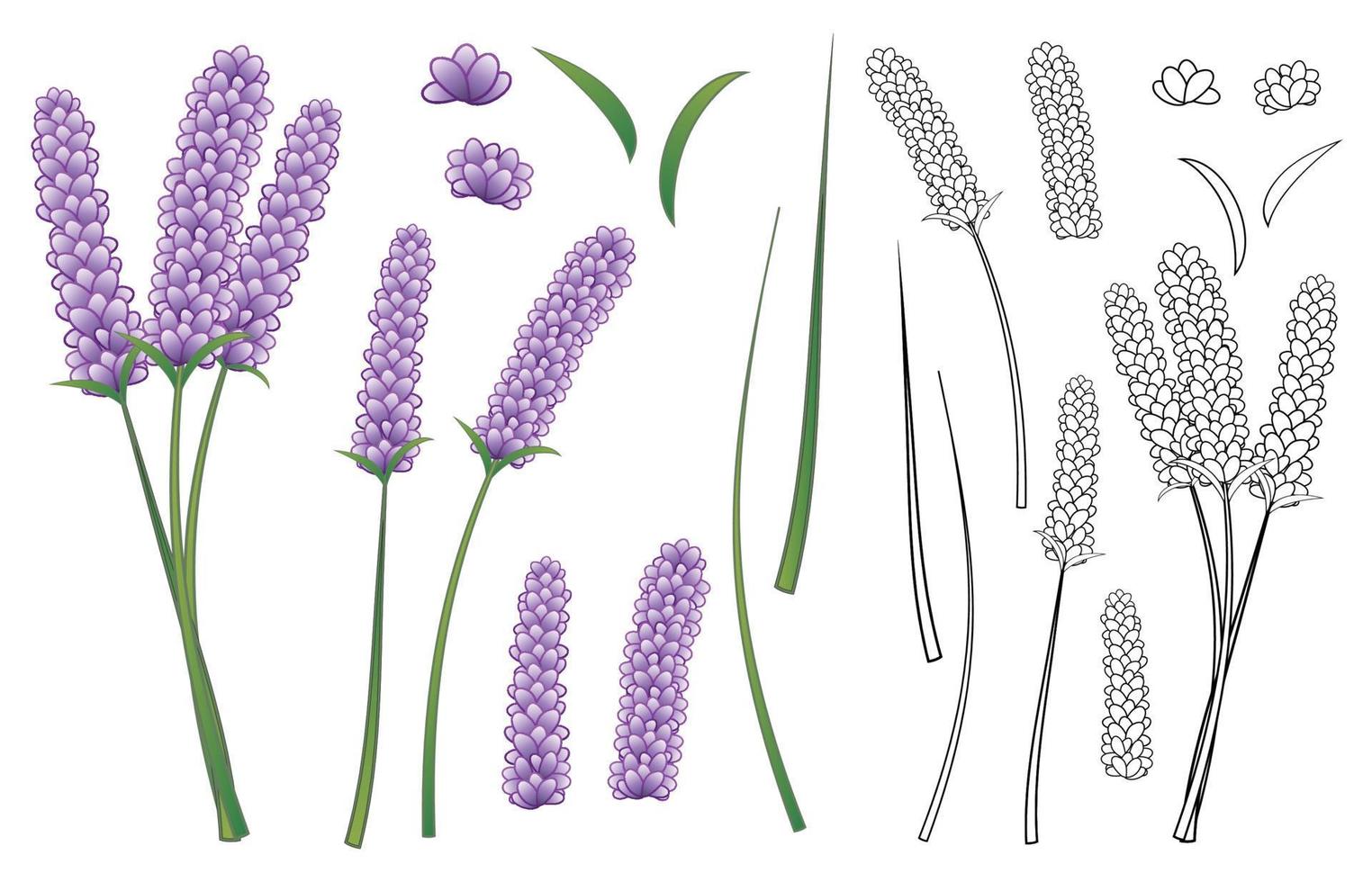 lavendel bloem en overzicht geïsoleerd op een witte achtergrond. vector