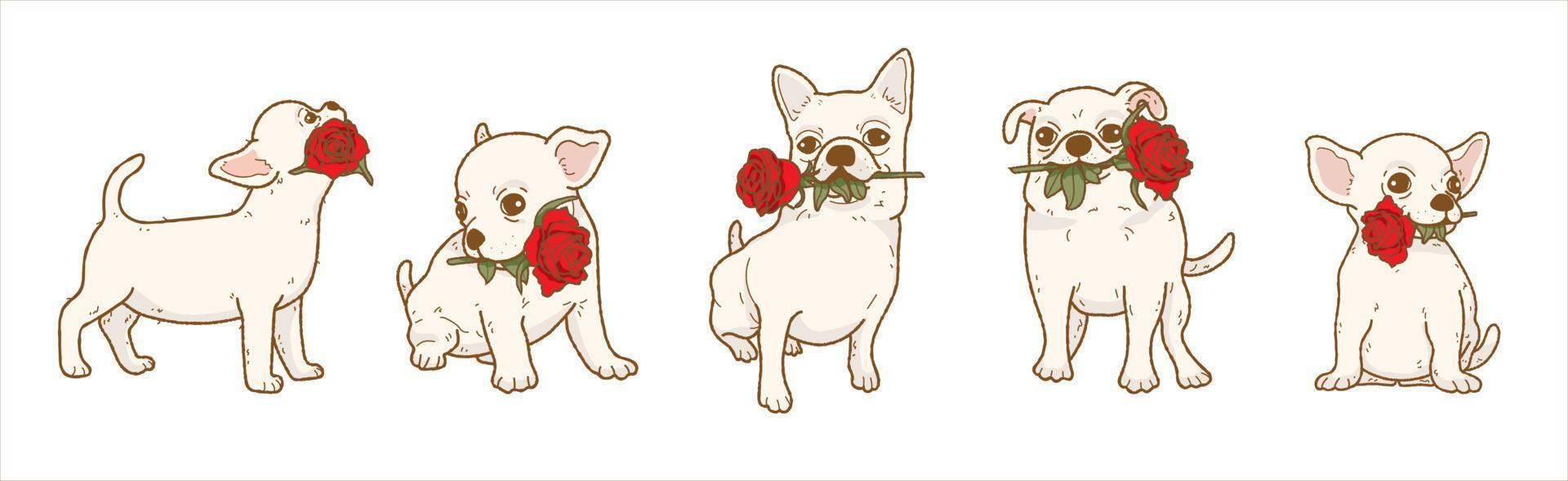 cartoon chihuahua hond met rode roos bloem in de mond, mooie hond verliefd op Valentijnsdag geeft cadeau illustratie vector