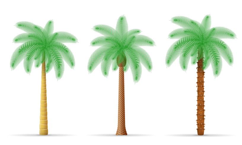 palmboom vectorillustratie vector