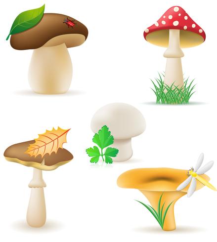 stel pictogrammen paddestoelen vectorillustratie vector