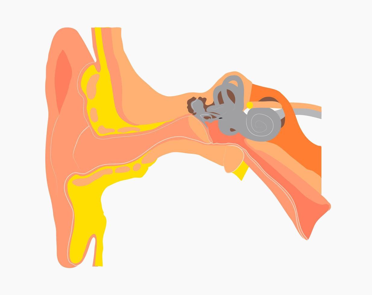 medische tekening oor orgel vector