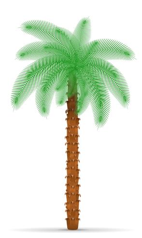 palmboom vectorillustratie vector