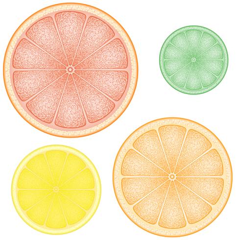 set van citrus in de schijf oranje limoen grapefruit vector