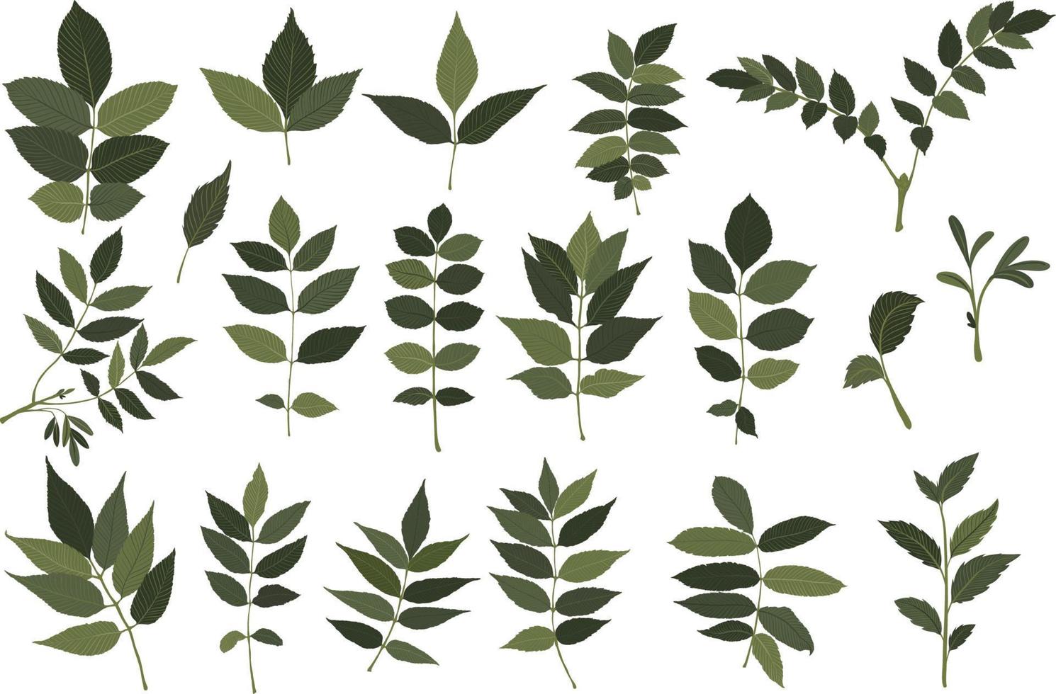 groene bladeren collectie vector