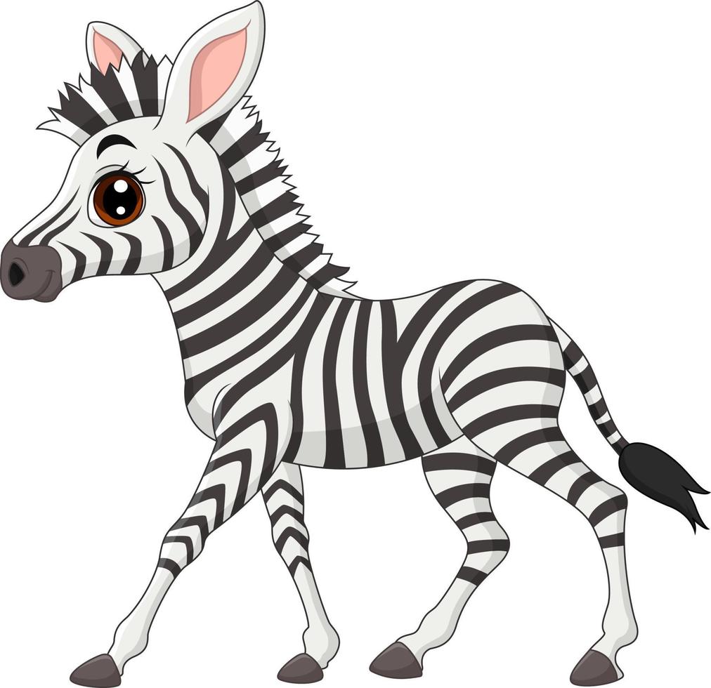 schattige baby zebra geïsoleerd op witte achtergrond vector