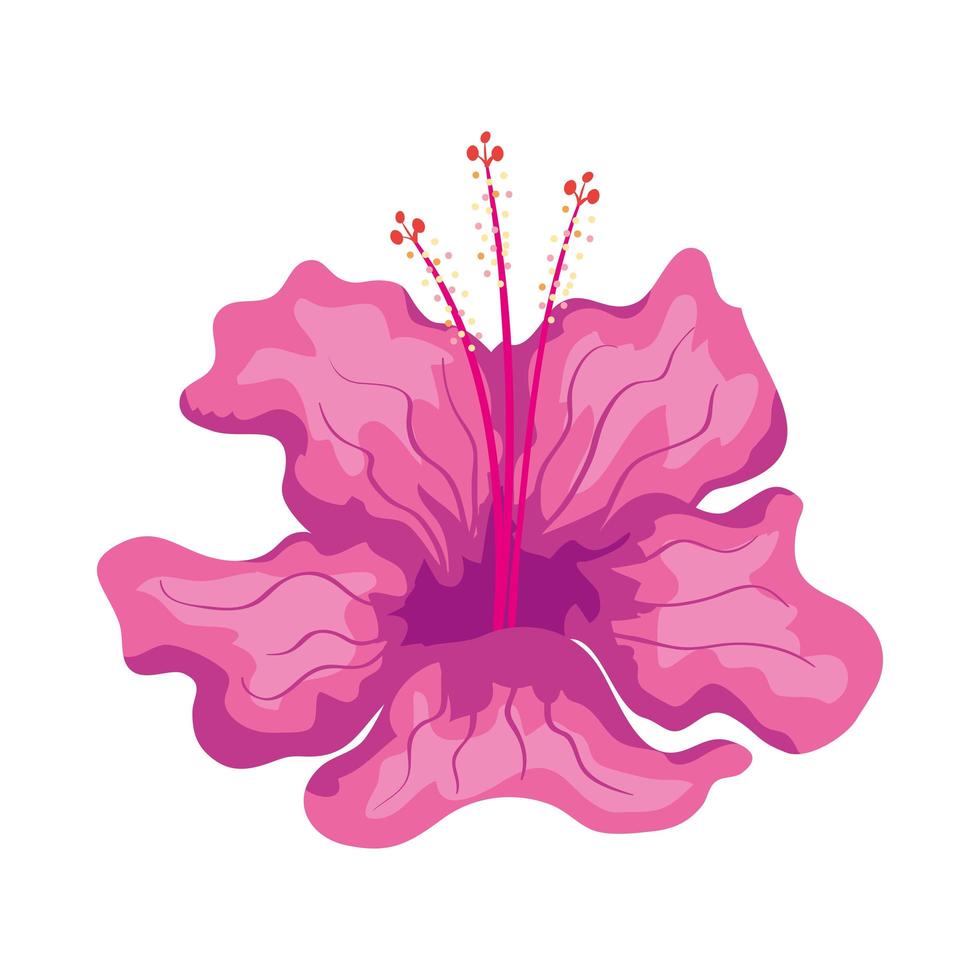 hibiscus mooie roze kleur, tropische natuur, lente zomer botanisch vector