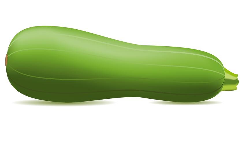 courgette vectorillustratie vector