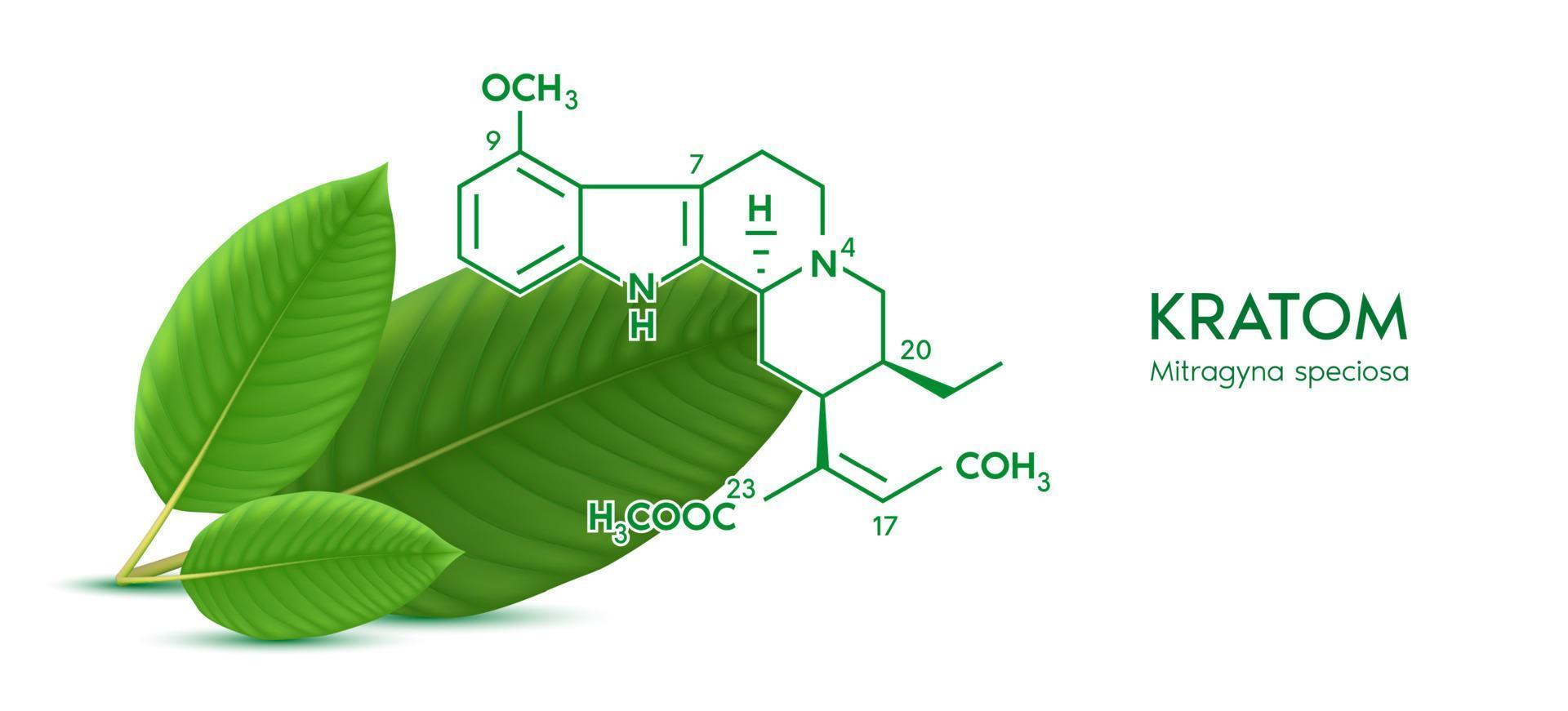 verse groene kratom blad mitragyna speciosa chemische structuur van speciogynine. plantaardig kruidenalternatief, verdovende middelen, pijnstiller. medisch begrip. realistische 3D-vector. geïsoleerd op een witte achtergrond. vector