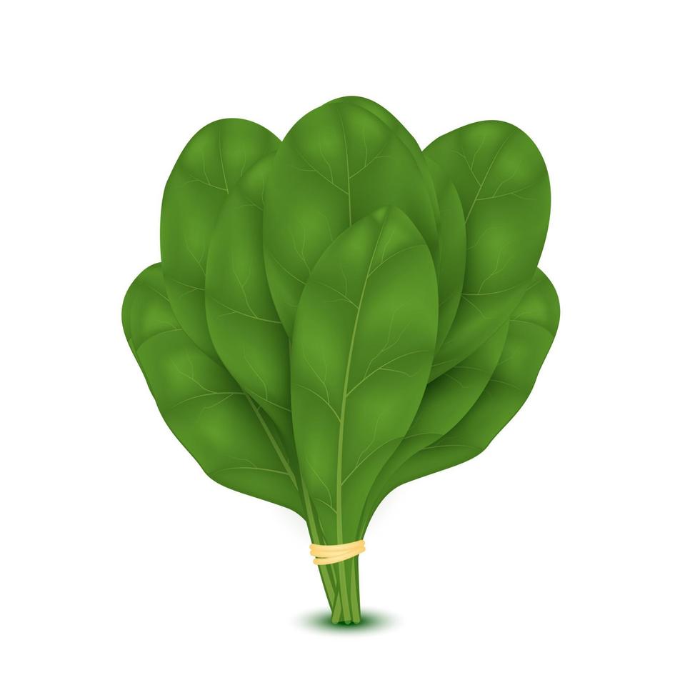 groene verse sappige spinaziebladeren. groene salade plant vlakke stijl gezonde voeding, vegetarisch. voedingssupplement concept. geïsoleerd op een witte achtergrond. 3d vectorillustratie vector