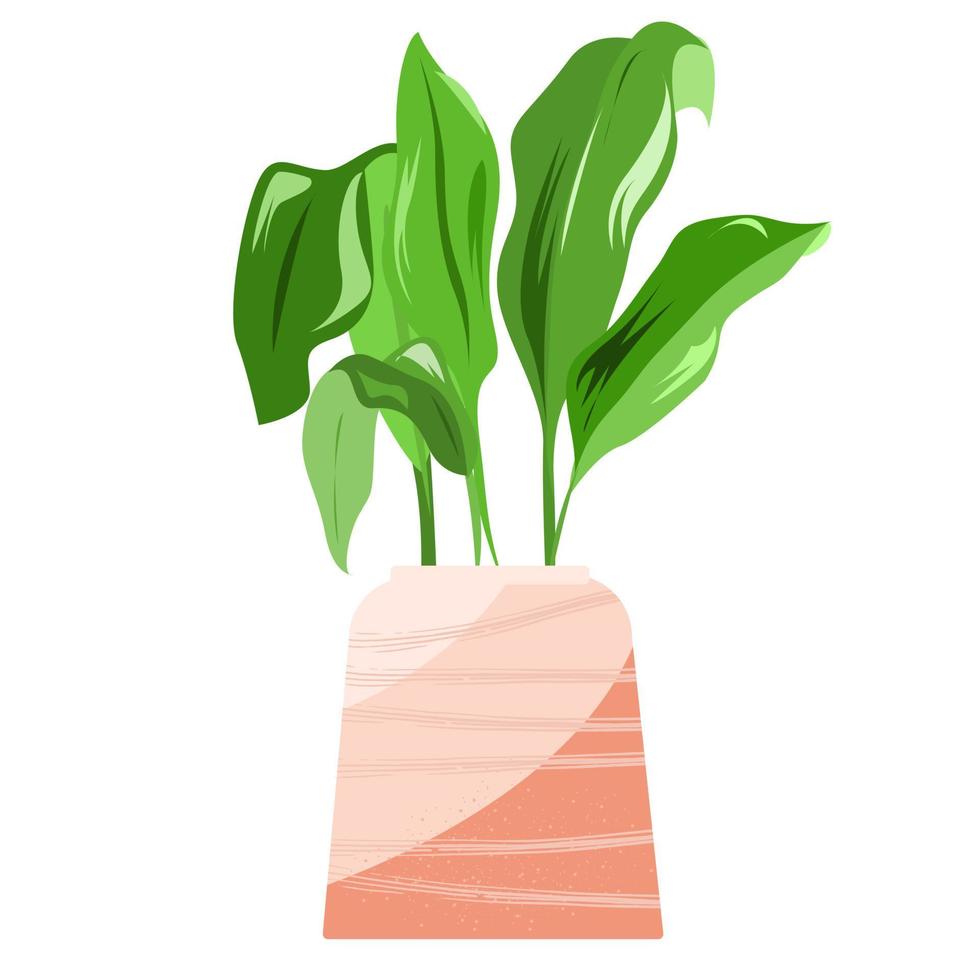 kamerplant aspidistra in een pot met koraalkleur op een witte achtergrond. vector