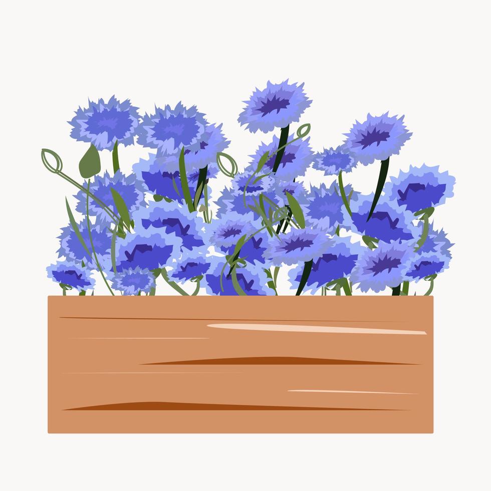 houten kist met blauwe en blauwe korenbloemen. vector