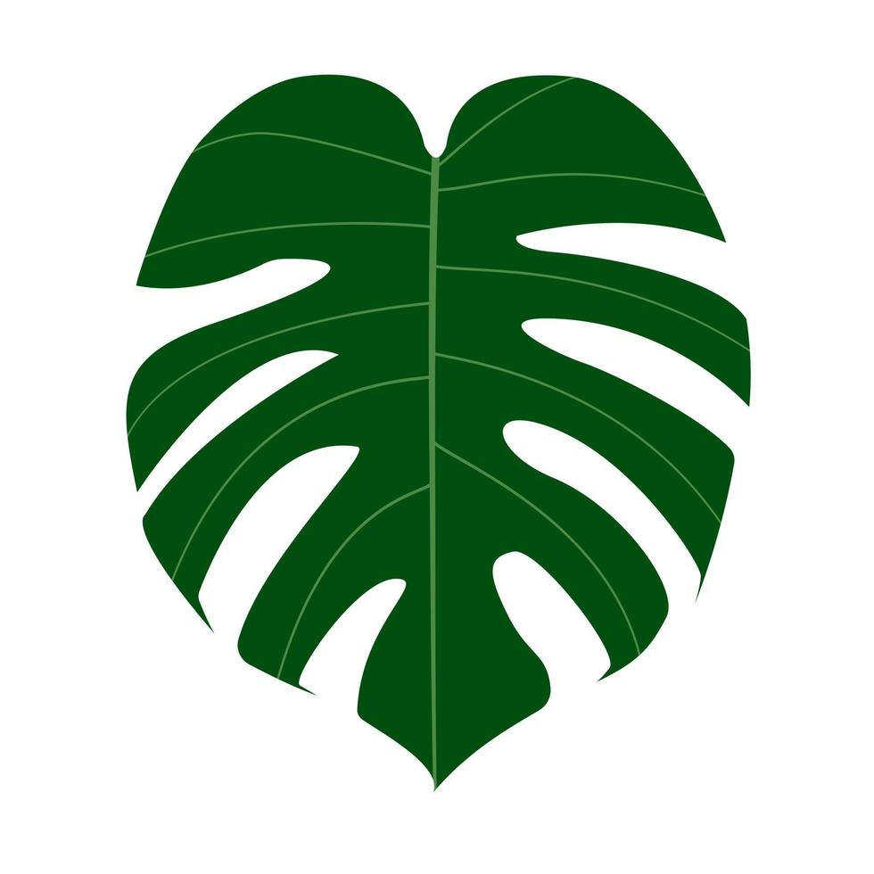 monstera groen blad op witte achtergrond. de plant heeft een geweldige bladrand. vector