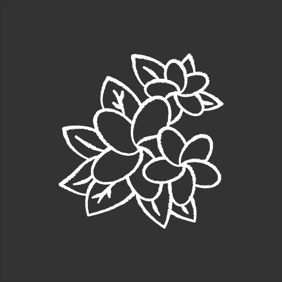 plumeria krijt pictogram. exotische regio bloemen. flora van de Indonesische eilanden. kleine tropische planten. bloesem van frangipani met bladeren. aard van Bali. geïsoleerde vector schoolbordillustratie