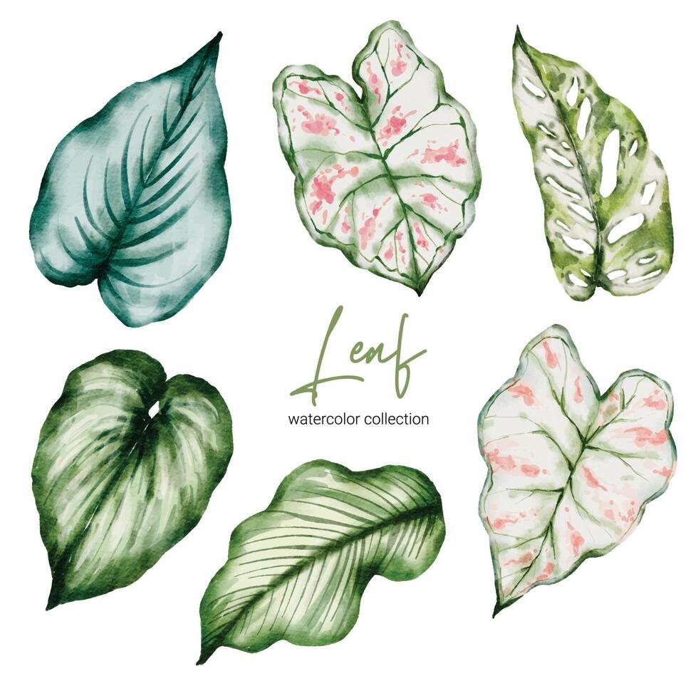 set mooie losse onderdelen blad van planten in aquarelverf vector