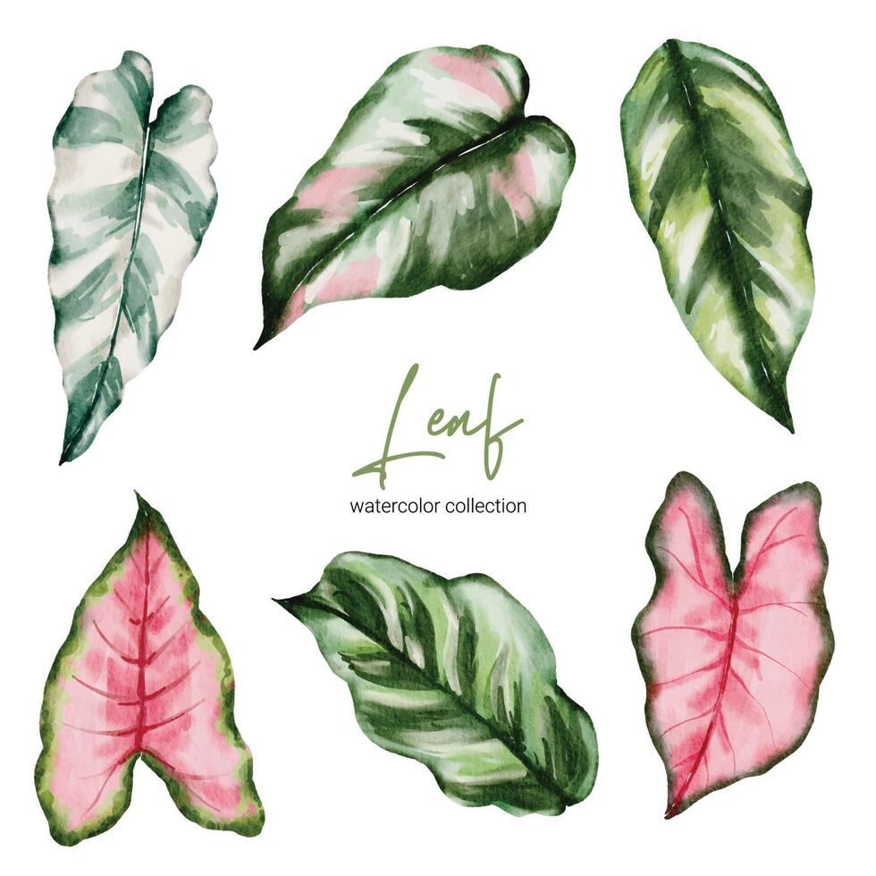 set losse onderdelen en samenbrengen tot prachtig blad van monstera en caladium bicolor vector