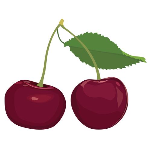 Kersen geïsoleerd. Cherry fruit set. Rijpe zoete bessenvoedselinzameling. vector