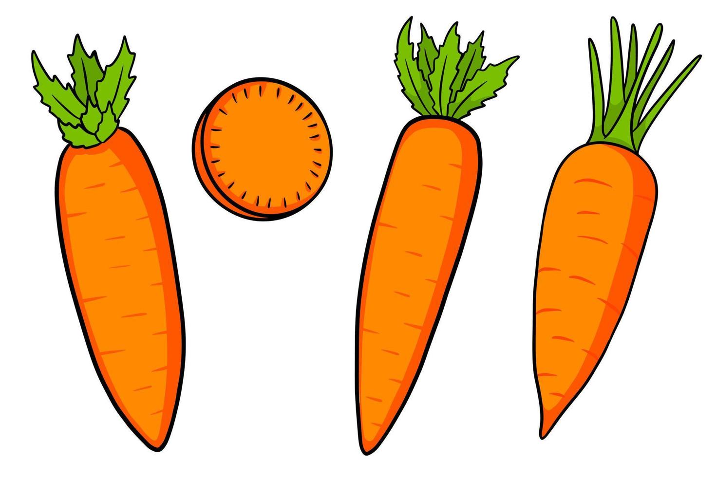 wortel set. verse wortelen en plakjes. in cartoon-stijl. vector