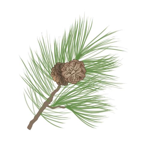 Dennenappel. Pine boomtak geïsoleerd. Bloemen groenblijvende decor vector