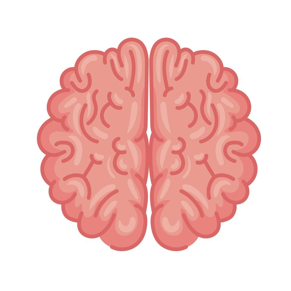menselijk brein orgel vector