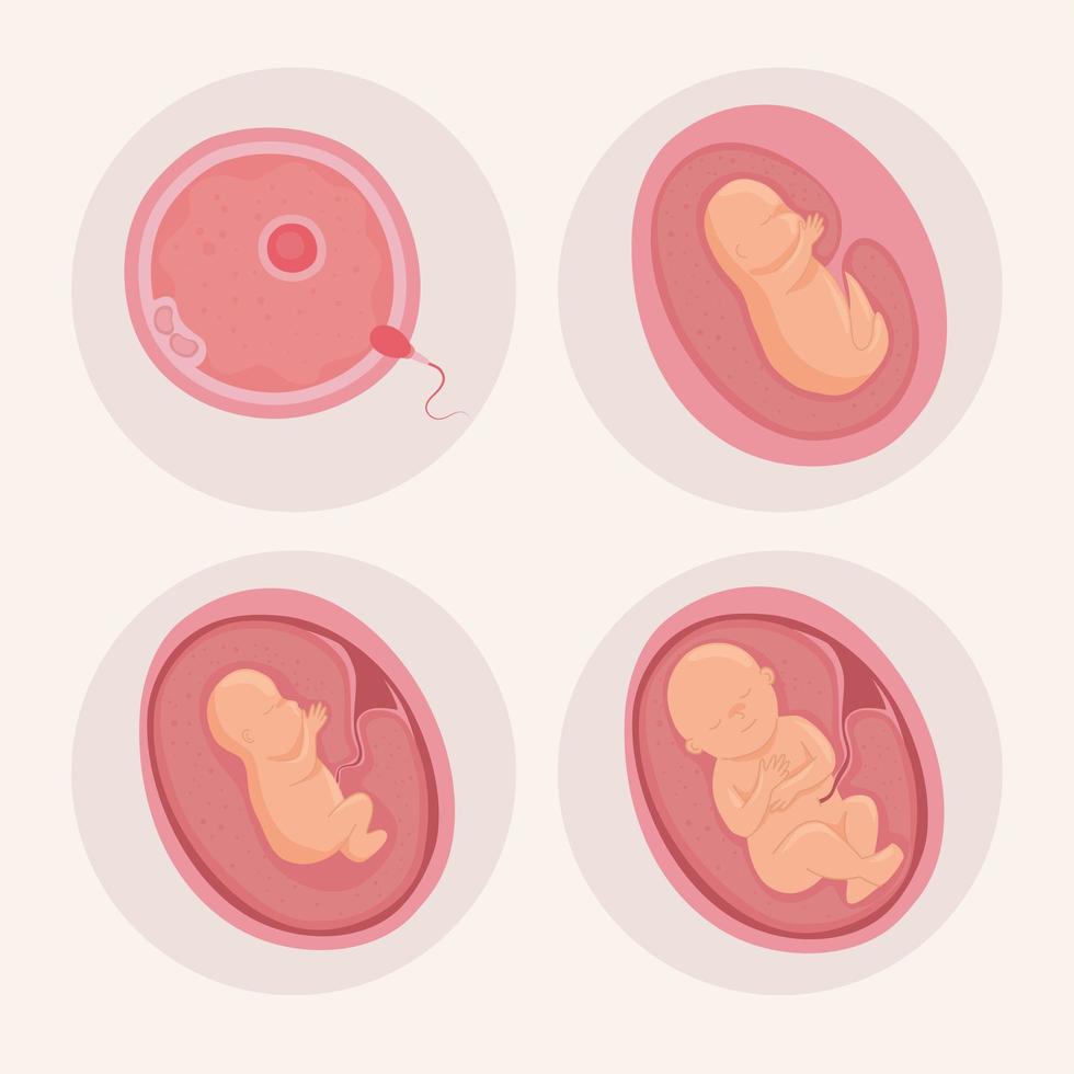 pictogrammen voor embryo-ontwikkeling vector