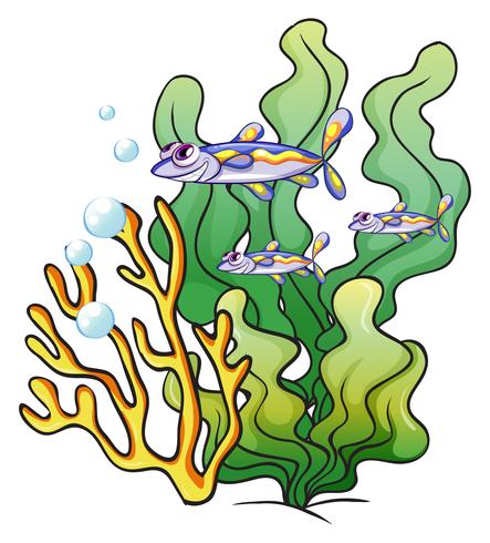 Drie vissen onder de zee dichtbij de zeewieren vector