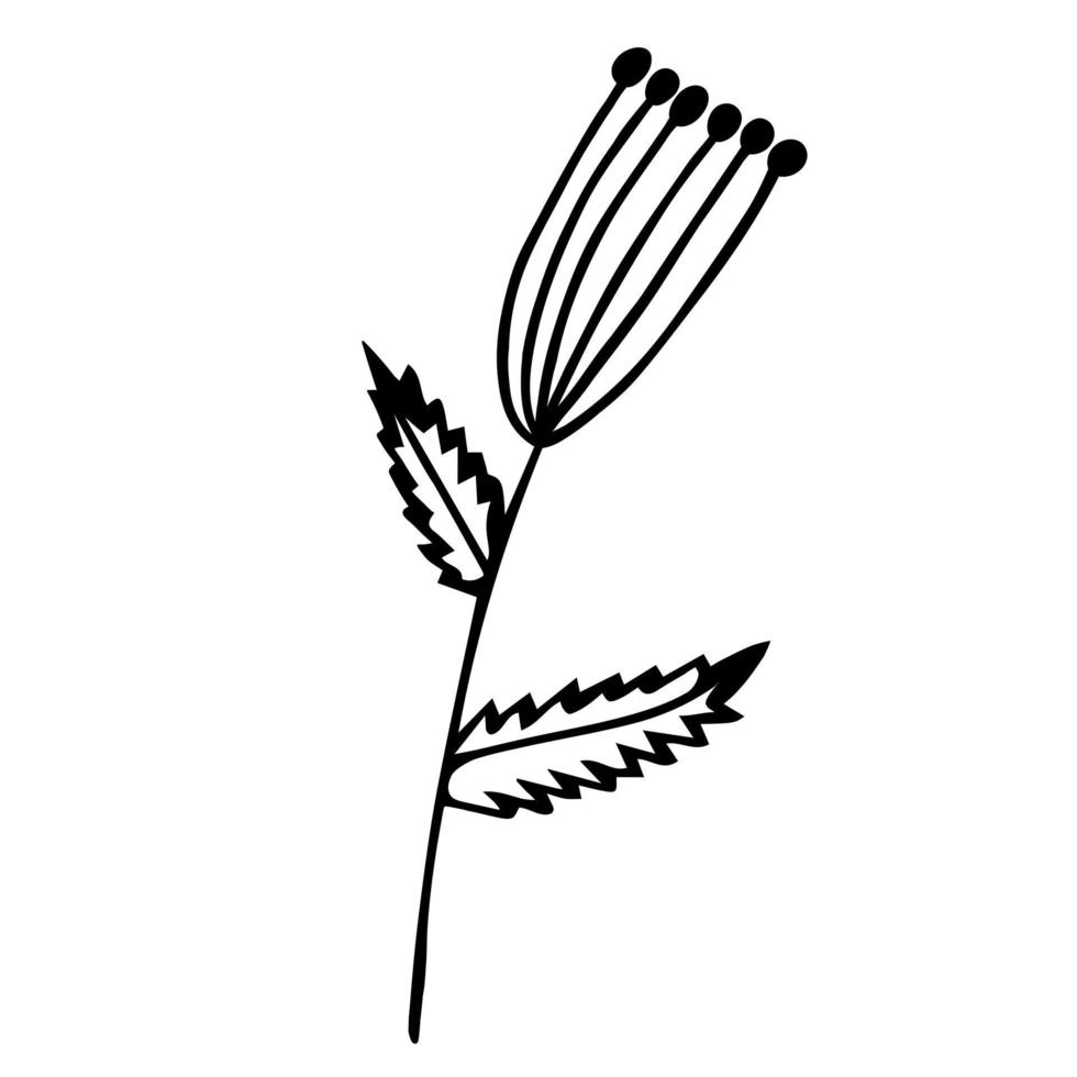 plant met paraplu bloeiwijze vector icoon. handgetekende illustratie geïsoleerd op wit. een takje met ronde bessen, geaderde bladeren. monochroom element. botanische schets. de omtrek van de bloem.