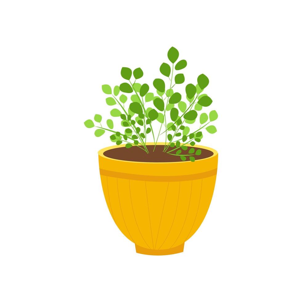 geldboom plant in bloempot geïsoleerd beeld. een symbool van welzijn, welvaart. reclame voor bloemenwinkels, souvenirs en exotische planten. vector illustratie