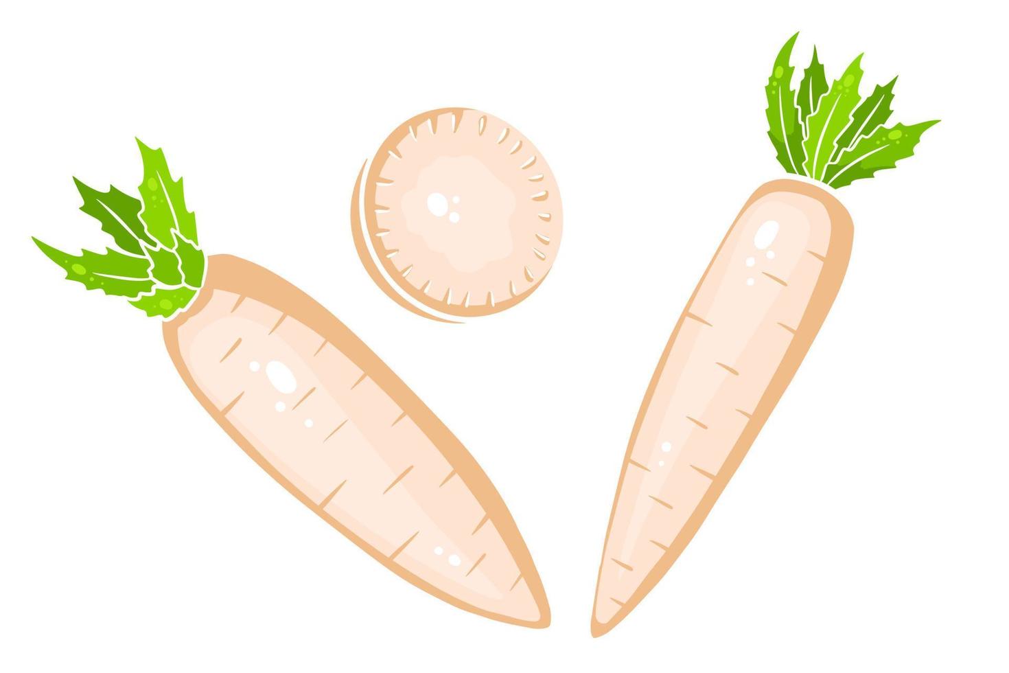 daikon-set. verse daikon en gesneden wiggen. vector