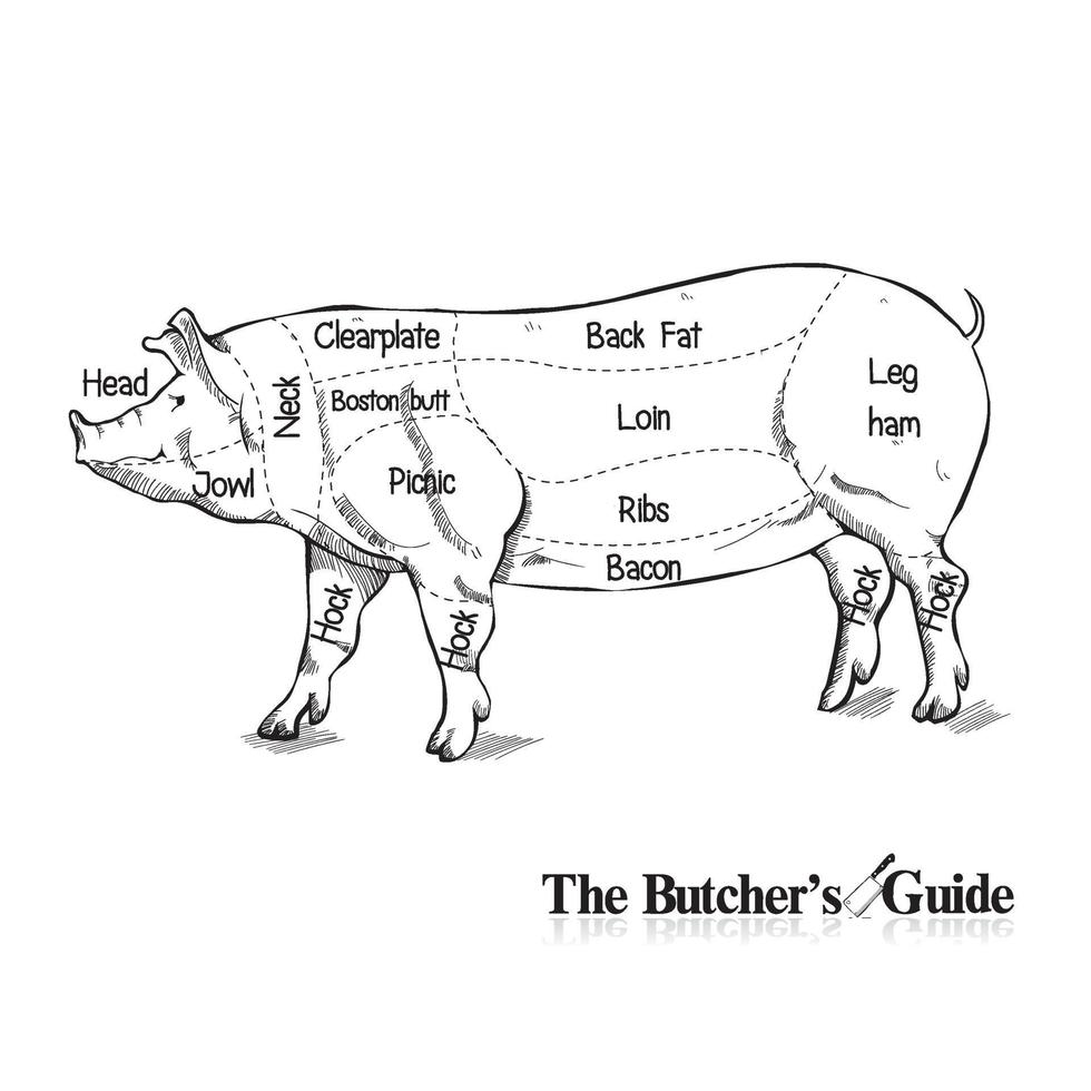 gesneden varkensvlees set slager diagram vintage handgetekende grafische vectorillustratie op wit vector