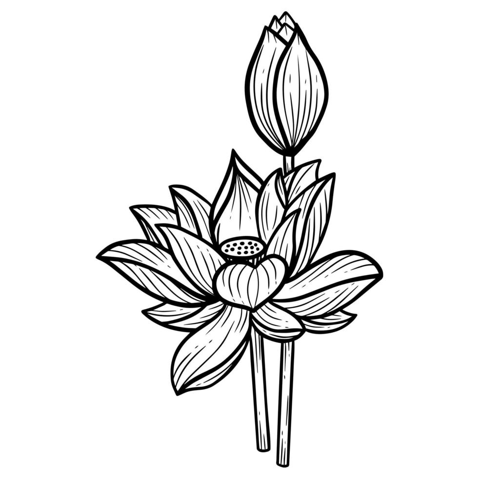 hand getrokken bloem lotus bladeren naturals geïsoleerde sticker zwarte botanische lijn kunst illustratie vector