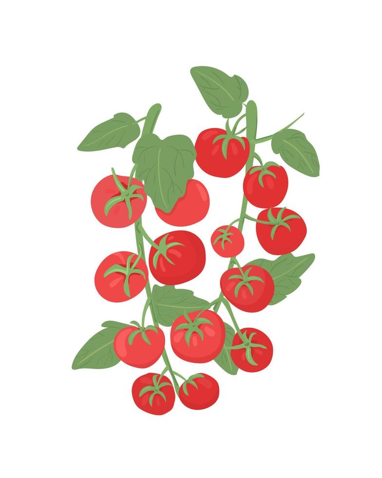 cherrytomaatjes op een tak. verse rode tomaten. boerengroenten voor de markt. organische producten. vector
