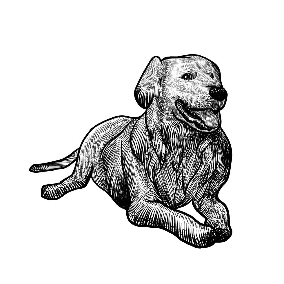 illustratie van hond op witte achtergrond vector