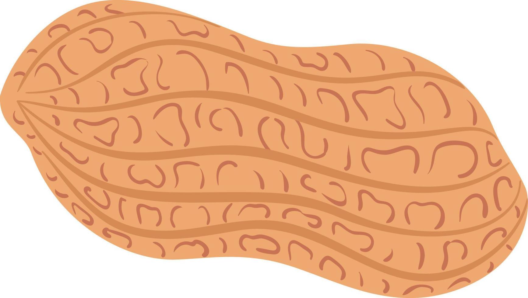 pinda's in schelp illustratie vector