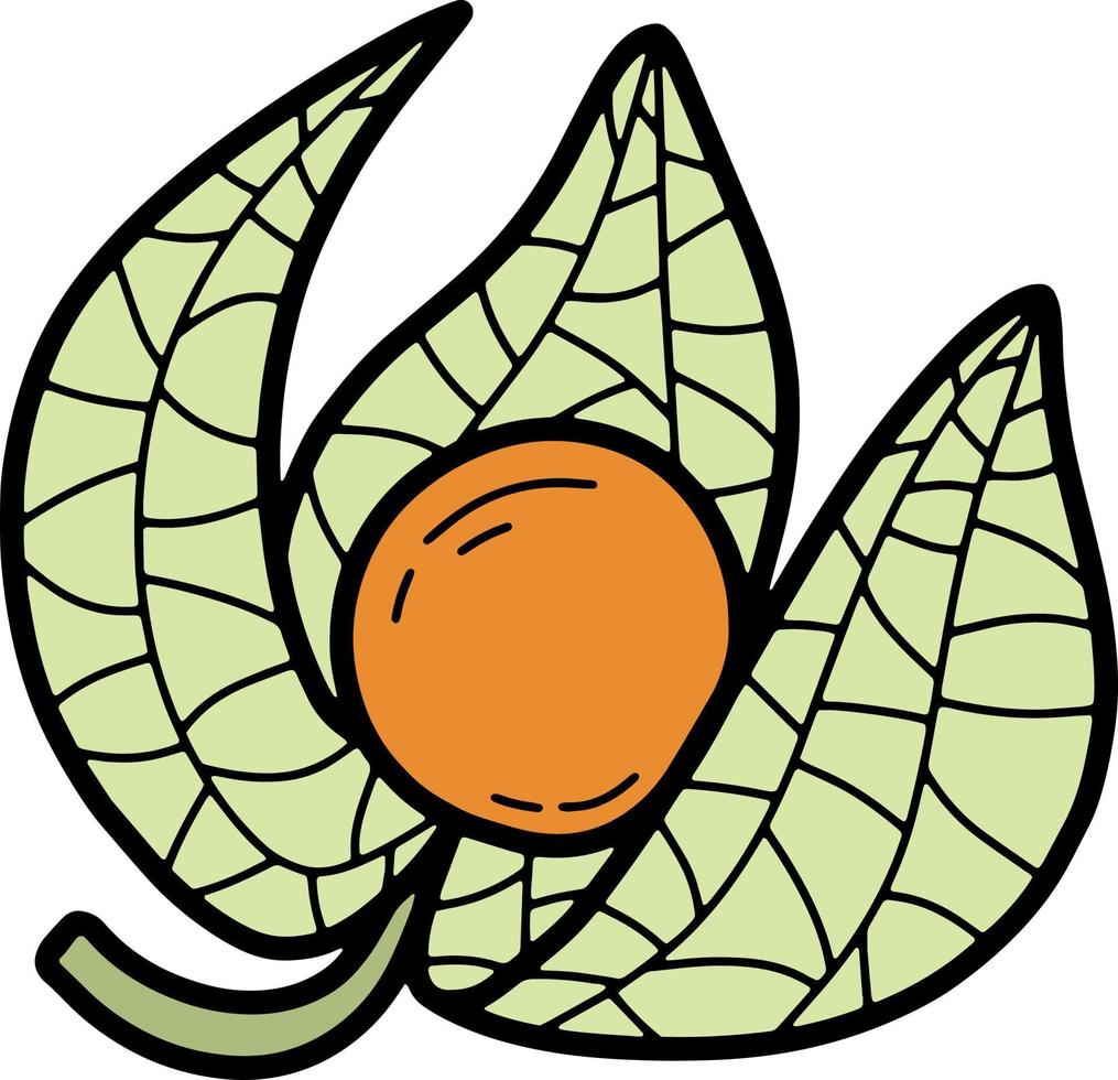 doodle kleurrijke physalis fruit vectorillustratie. oranje exotische smakelijke fruitillustratie met zwarte lijn. vector