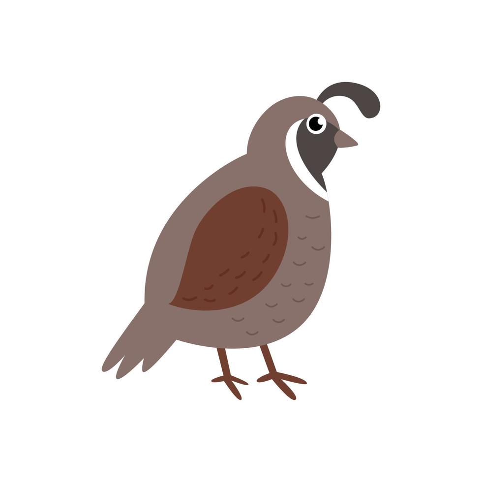 vectorillustratie van schattige kwartel vogel geïsoleerd op een witte achtergrond. vector