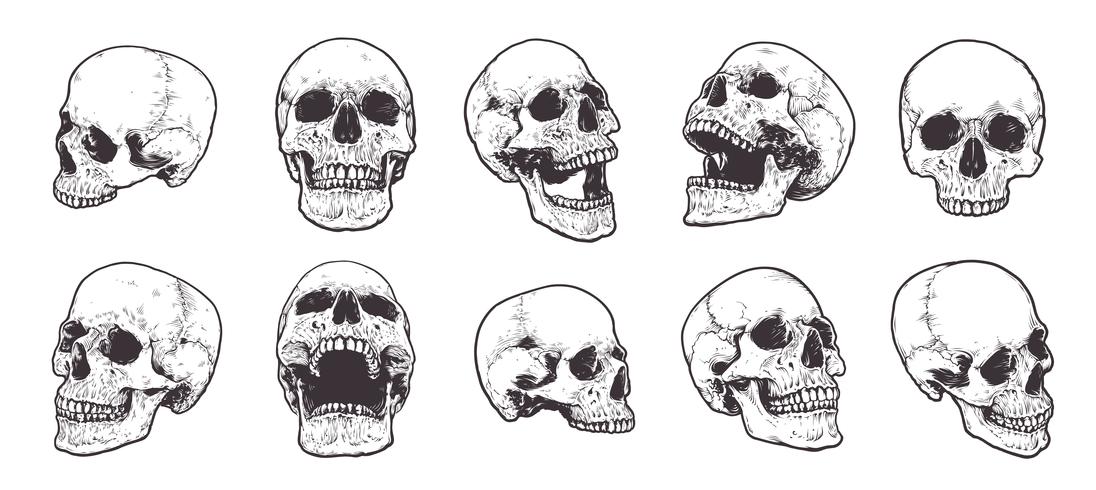 Anatomische schedels Vector Set