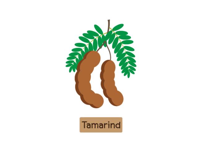 Vectordieillustratie van tamarindefruit op witte achtergrond wordt geïsoleerd vector