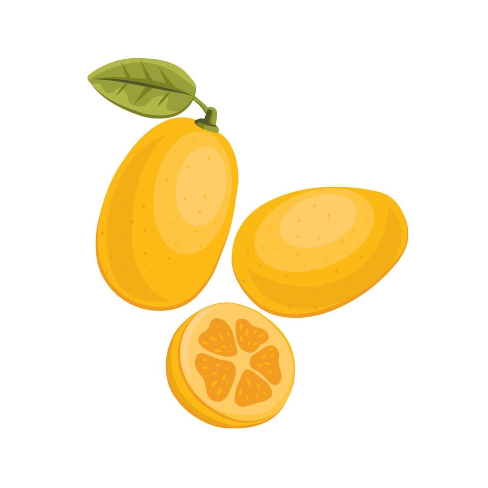 kumquat fruit schets vectorillustratie. vector