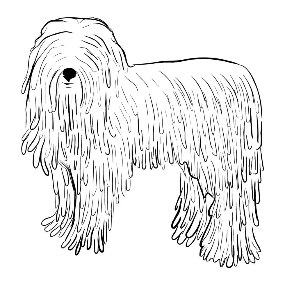 Hongaarse herdershond hond geïsoleerd op een witte achtergrond. vector