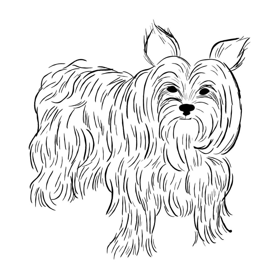 yorkshire terrier hond geïsoleerd op een witte achtergrond. vector