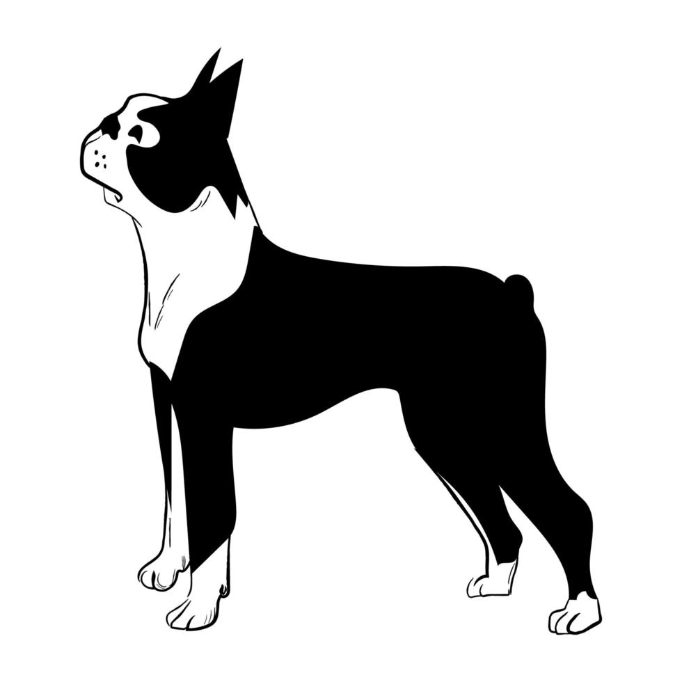 boston terrier hond geïsoleerd op een witte achtergrond. vector