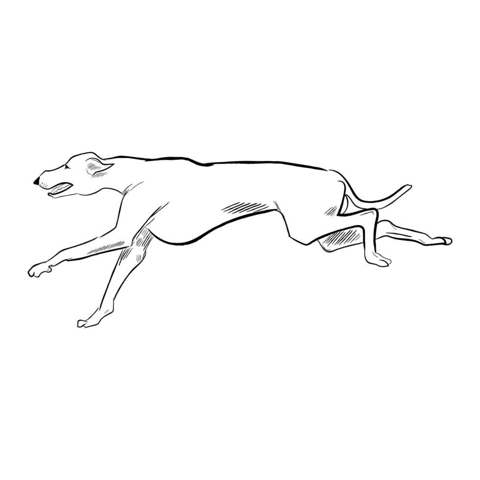 whippet hond geïsoleerd op een witte achtergrond. vector