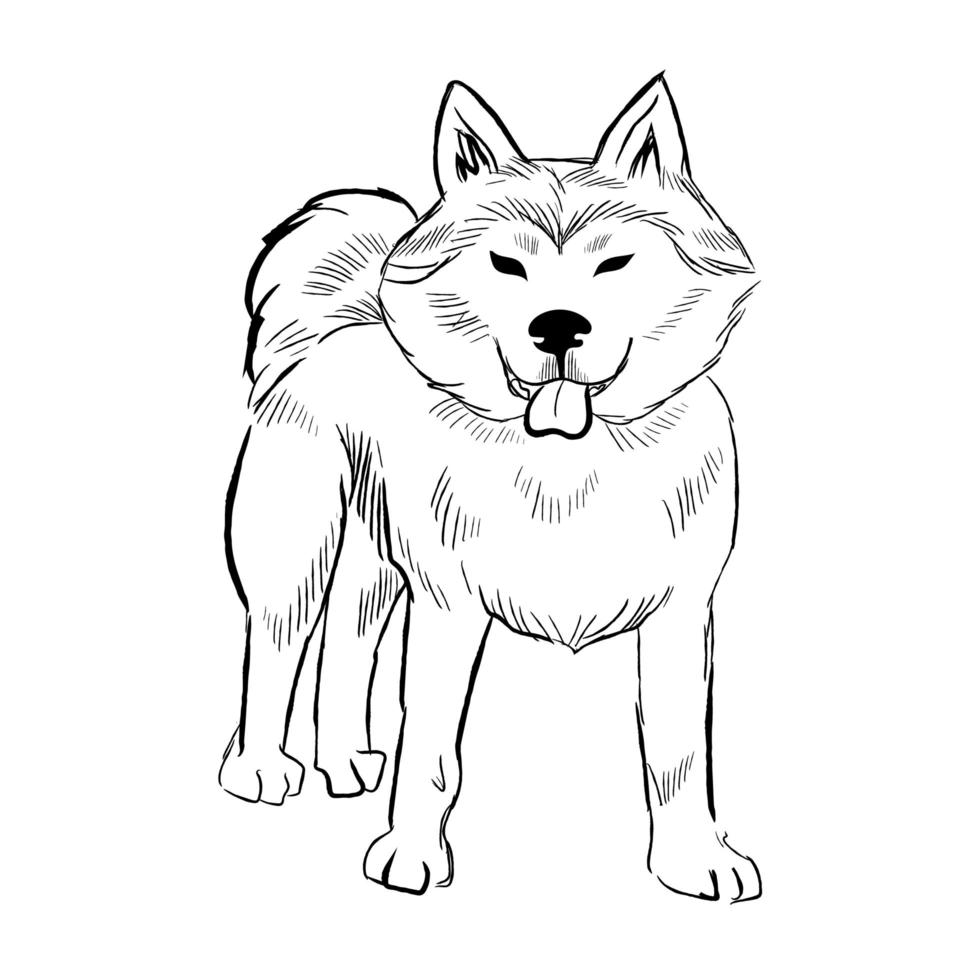 akita hond geïsoleerd op een witte achtergrond. vector